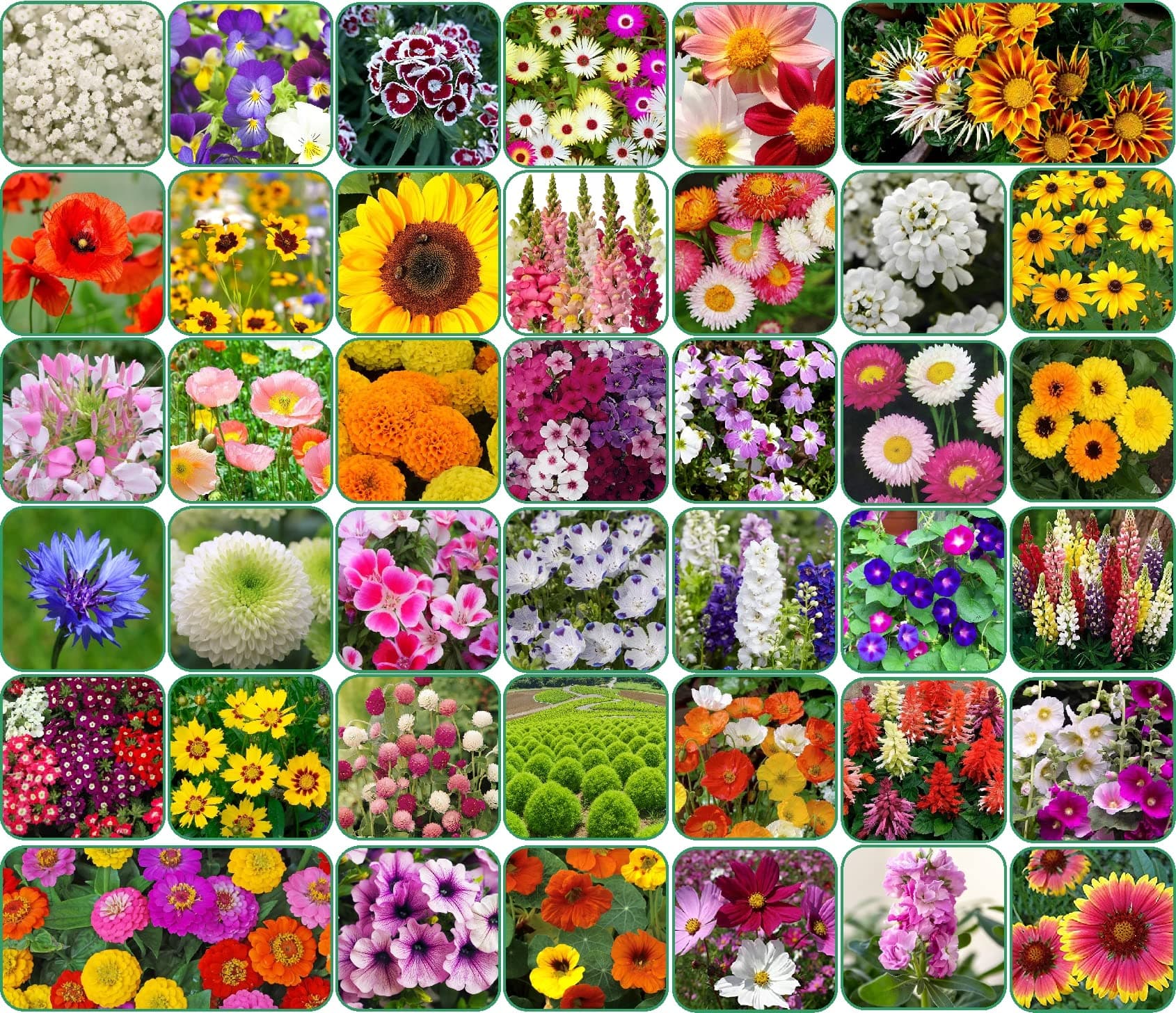 Aero Seeds Combo Pack of 40 Variety Flower Seeds With Instruction Manual.