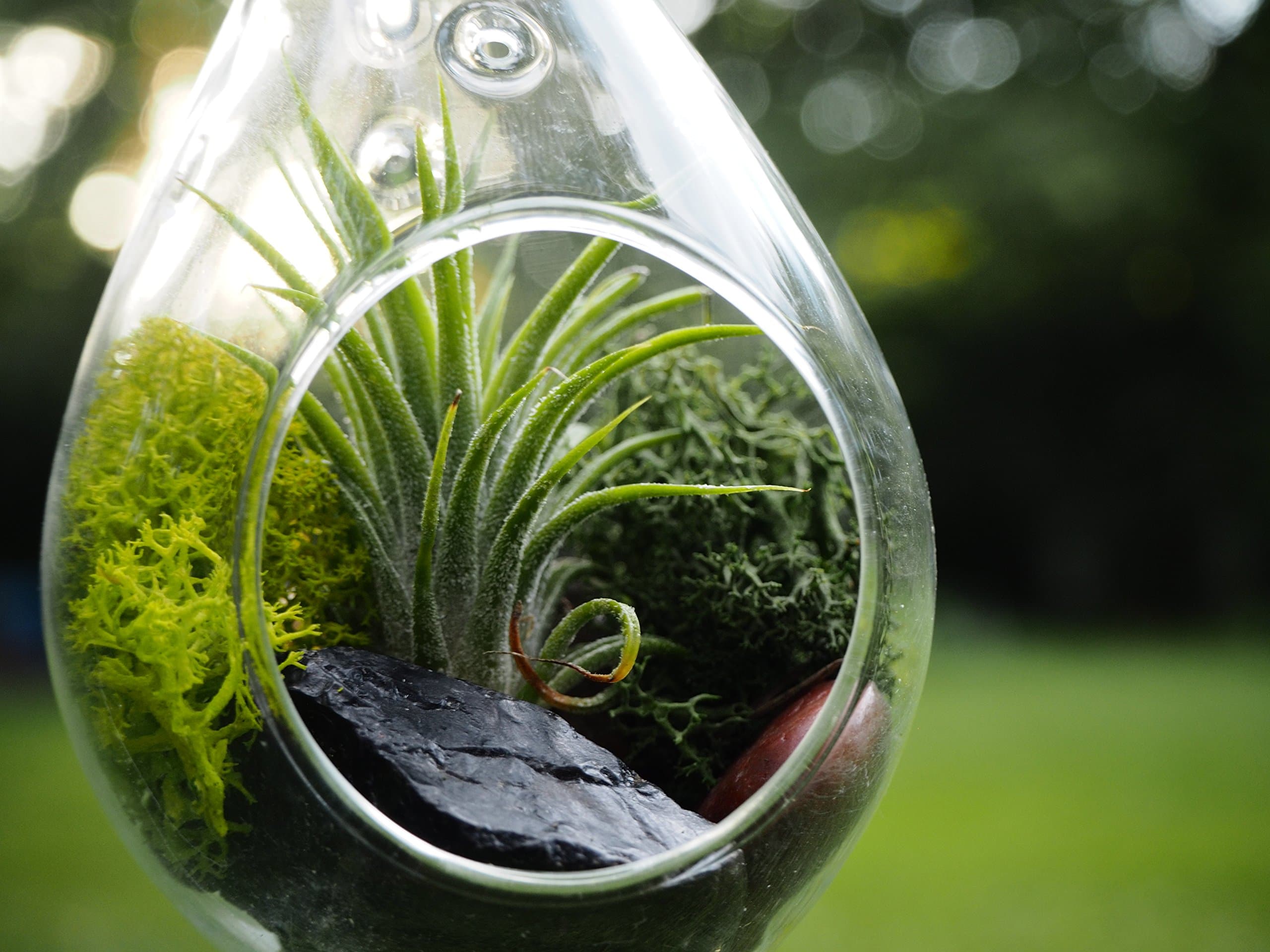 Hanging Glass - Air Plant Succulent Terrarium Kit - Glass with Moss, Polished River Rocks, Hanging String, and Eyelet. (Tear Drop Globe)