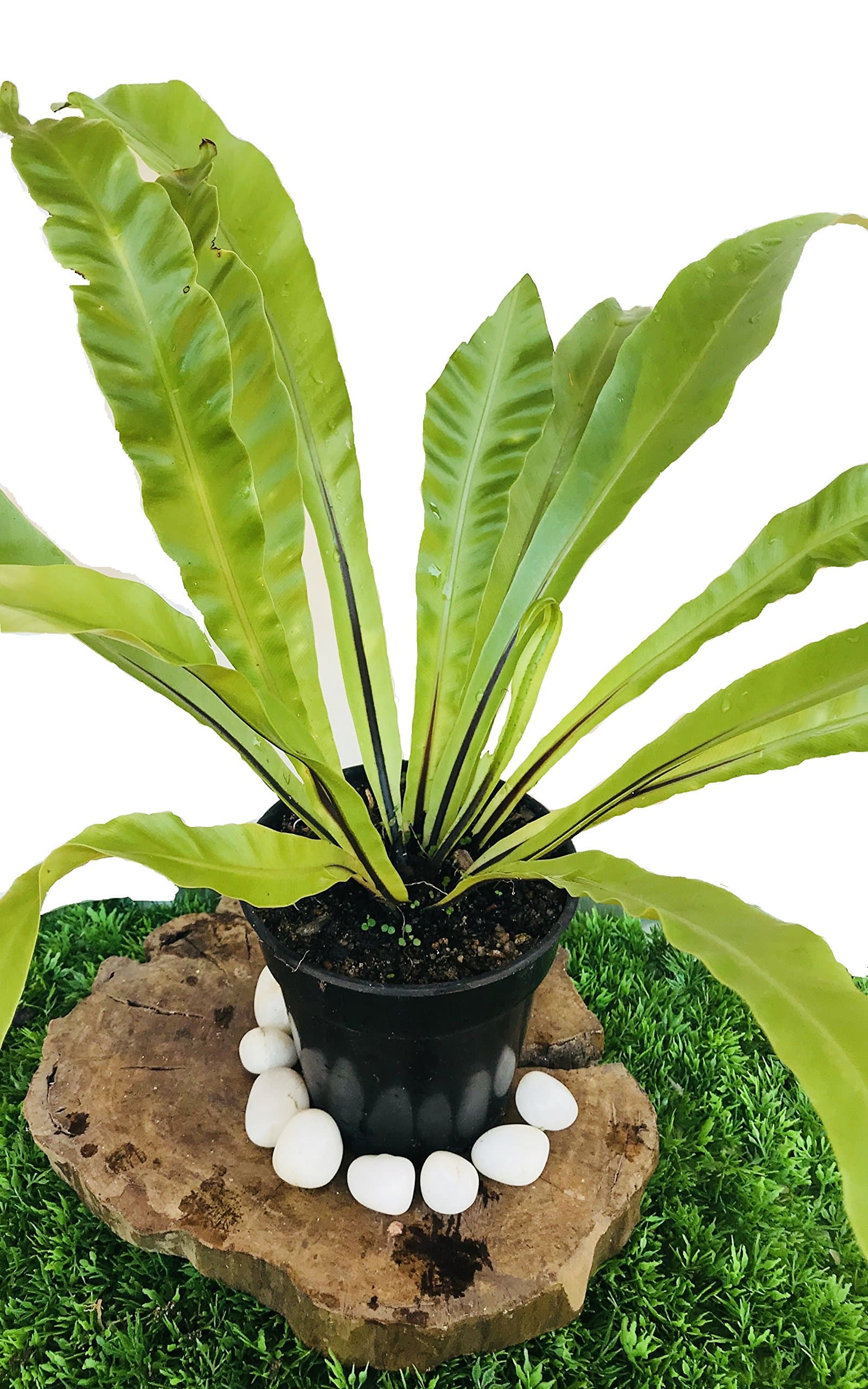 Asplenium Nidus | Birds Nest Fern | Natural Live Plant in Pot
