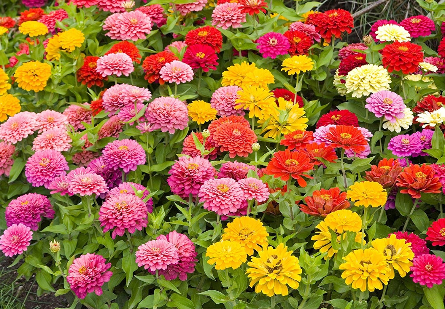 Zinnia Speciality Roll Out Flowers - Concentrated Flower Planting Gardener Indoor Outdoor Kit - by Garden Innovations