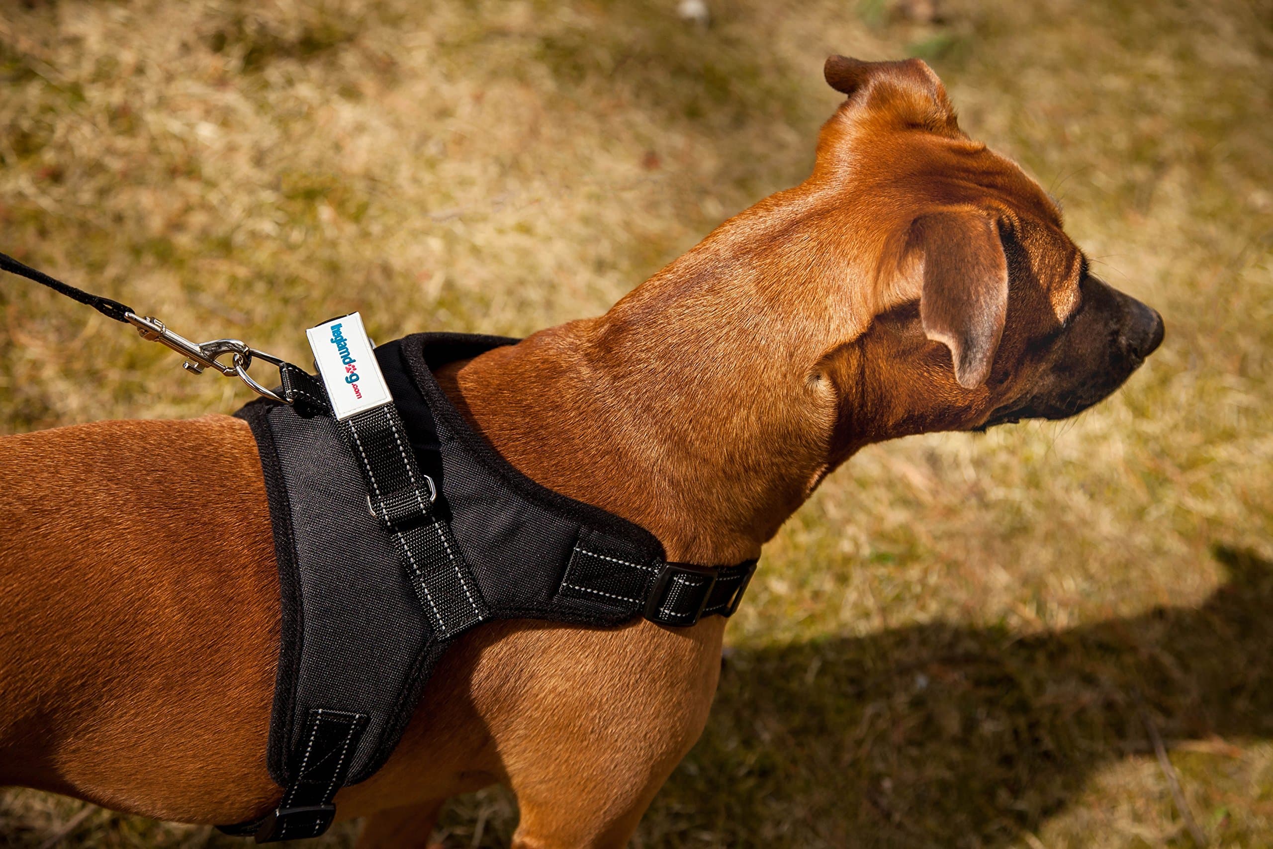 yohino Theglamdog No Pull Adjustable Dog Harness and Walking Leash (Medium in Black), Reflective Stitching