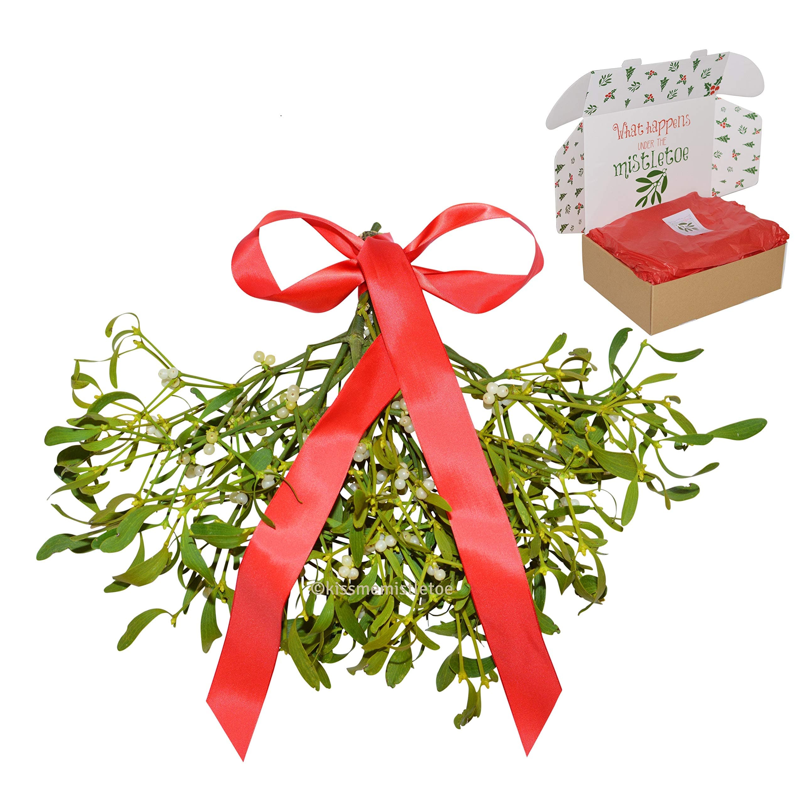 Large Bunch of Real Fresh Organic Mistletoe Decoration tied with Red Ribbon