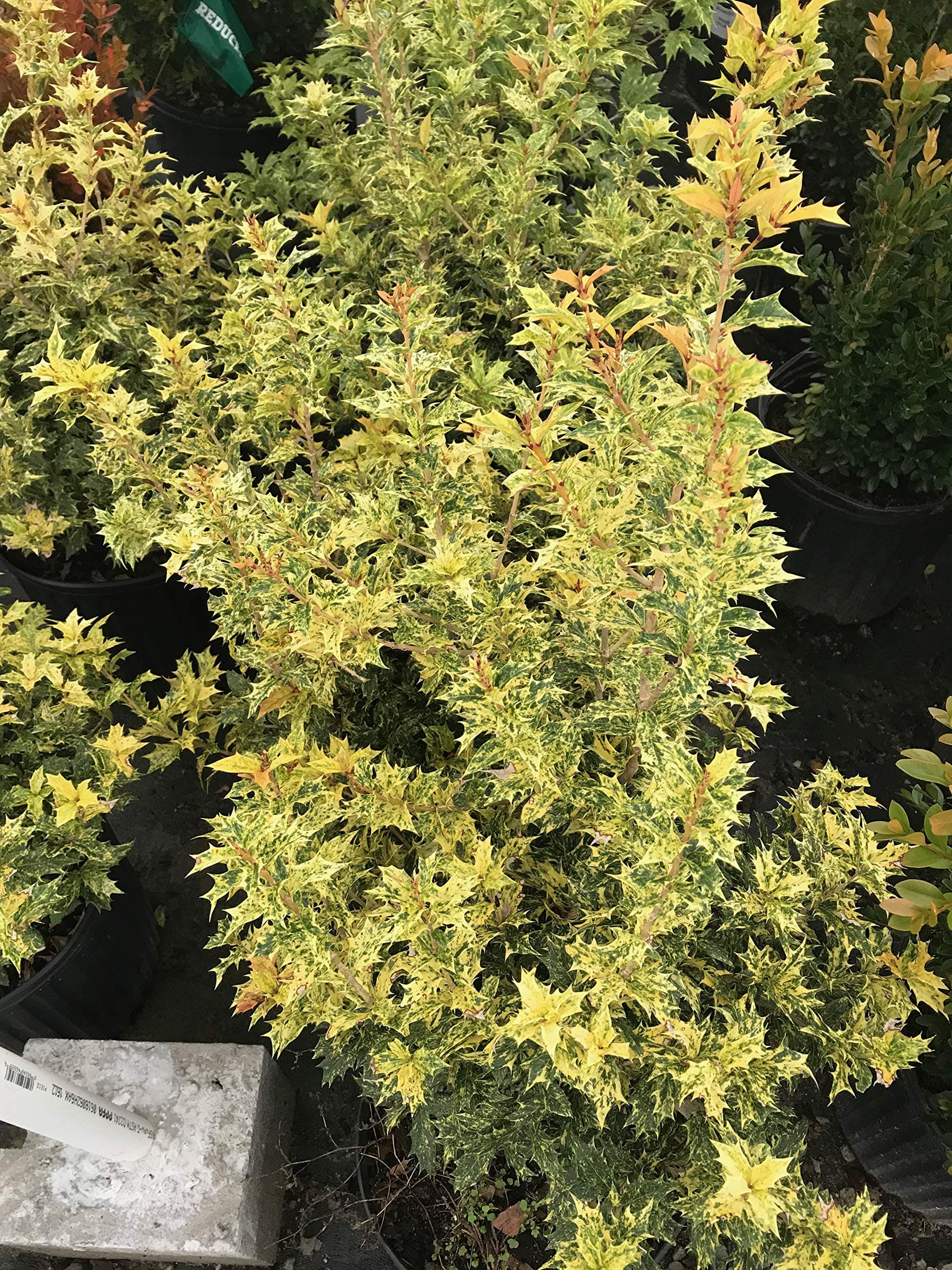 Goshiki False Holly (Osmanthus heterophyllus 'Goshiki')