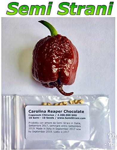 10 Pure Seeds Of Carolina Reaper Chocolate, Very Rare Chocolate Variant Of The Worlds Hottest Chili Pepper With 2,200,000 Shu, Made In Italy Harvest 2017