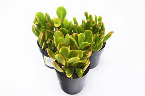 Jade Succulent Variety Pack/All Different Species / 2" Pots/Live Home and Garden Plants (3)