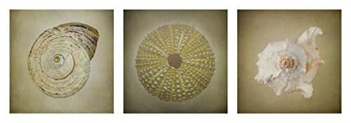 Set of 3 Shell fine art photographic prints, sea urchin shell photo print, wall decor , beach cottage wall art
