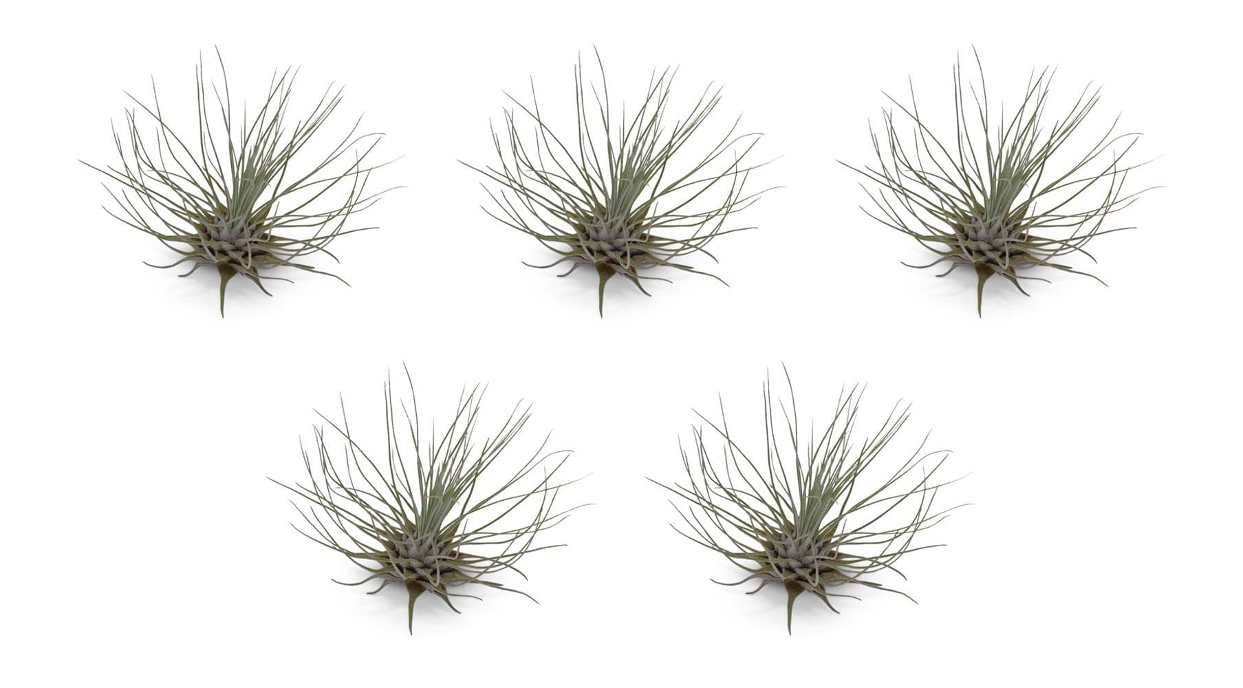 5 Pack Tillandsia Fuchsii v Gracilis Air Plants by CTS Air Plants