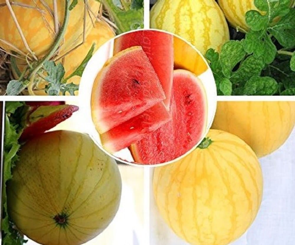 Seeds Market Rare Yellow skin Red Watermelon Seeds 50 Seeds, professional packaging, 14% of the sugar contained juicy organic seeds
