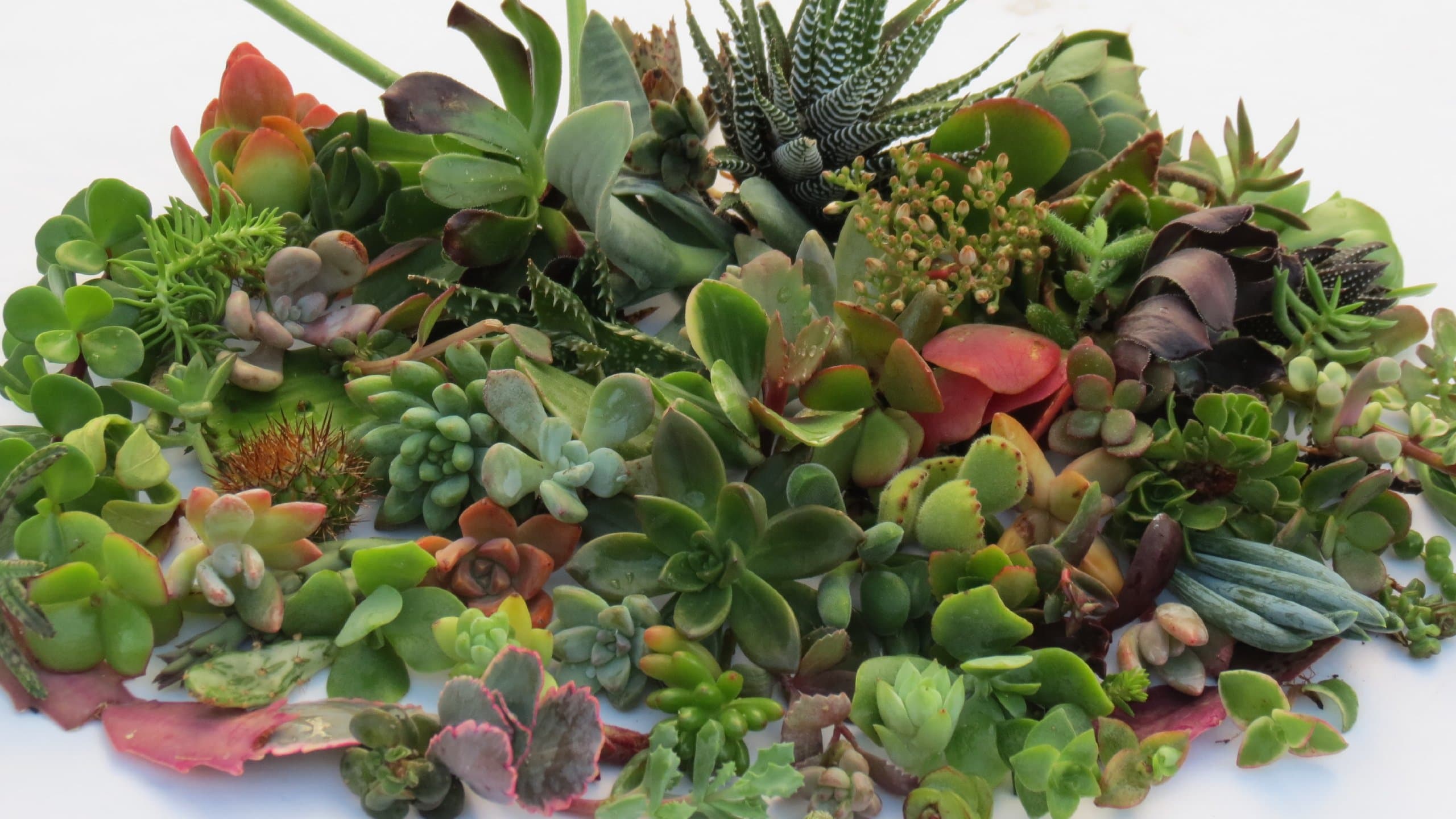 25 (25 varieties) Succulent CUTTINGS great for Vertical Gardens & wreaths & topiaries