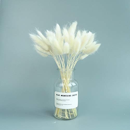 48 Pcs Dried Natural Flowers Setaria Viridis Decorative Dog Tail Grass Bouquet, Dry Fox Tail Rabbit Grass , Preserved Plants Table Decoration Accessories Party Beach Theme Decorations (WHITE)