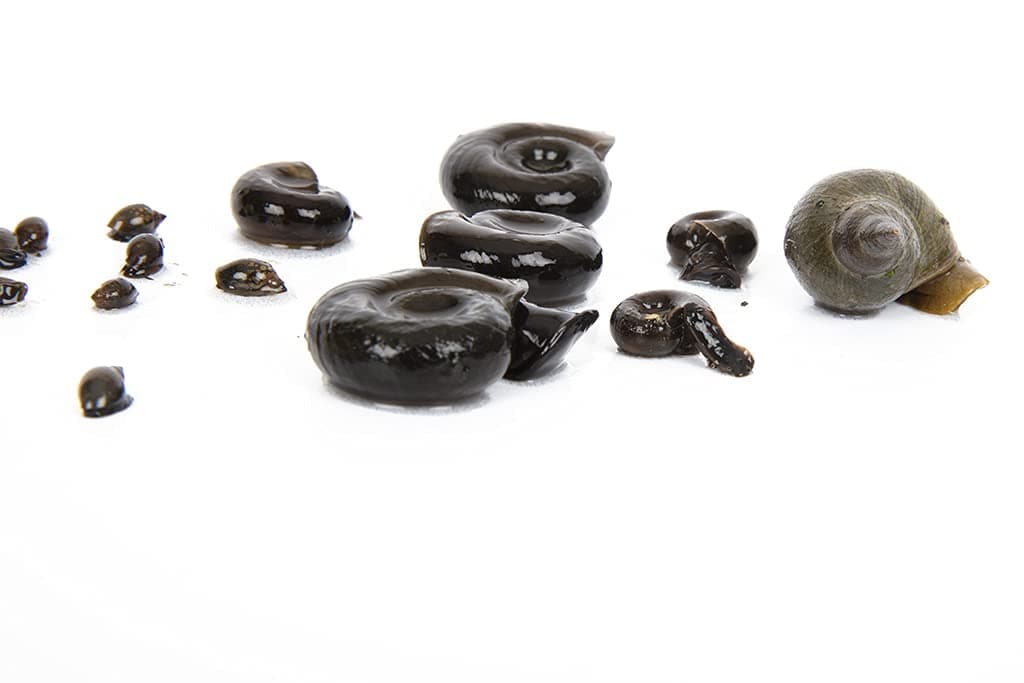 10 x mixed snails - Tadpole Bladder - Ramshorn - Greater pond snail Pond Snail Aquarium