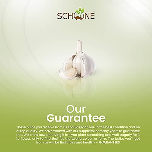 schone 2 x Garlic White Casablanca – Perennial – Easy to Grow Rewarding Crop – with Strong Flavour – Allium Sativum – for Your Beautiful Garden