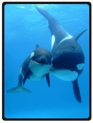 Fashion Design Blake Fleece Plush Blanket Orca Killer Whales Whale Killer Whales Blanket 58" x 80" (Large)