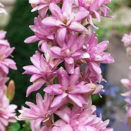 Oakwood Farms� Flower Bulbs Tube rose/rajaneegandha Bulbs Imported Fragrance Flower Bulbs For Home Gardening good Germination (Pack Of 5 Bulbs)