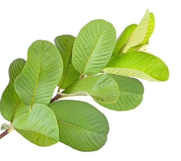 Fresh guava leaves Fresh Guava leaves have an excellent medicinal property in treating inflammatory acne, scars, spots 100grms