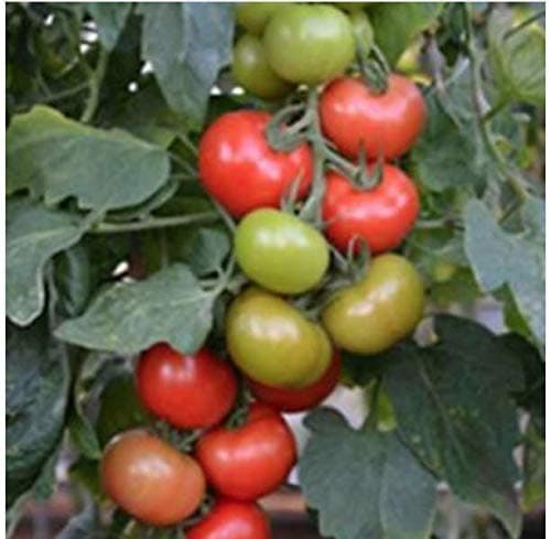 SB Tomato Blight Resistant F1 Crimson Crush SUTTONS Seeds 10 Seed