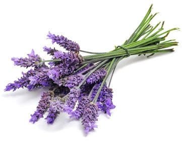 Lavender Candle Making Fragrance Oil (BIG VALUE 50ml bottle) - Your Choice of Scent (Lavender)