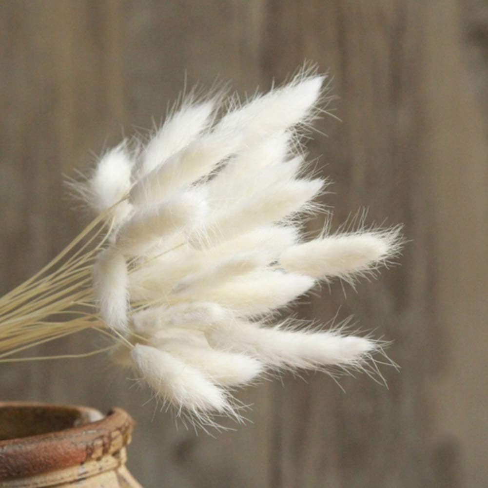 WEISY 30PCS Natural Rabbit Tail Grass Dried Household Flower Decorations Festive Party Supplies
