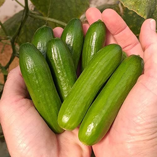 Variety of Cucumber Seeds, Planting Cucumbers, Vegetable Seeds, Easy to Grow, Non-GMO, Perfect for Harvesting, Mini-Me F1 Organic, Pack of 10