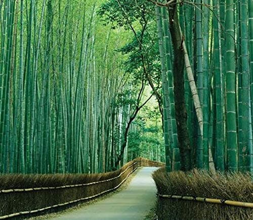 Bambusa Bambos - 50 Seeds to Grow - Giant Bamboo - Ships from Iowa
