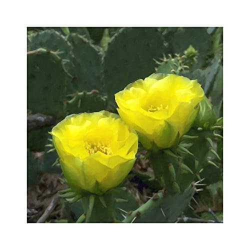 Prickly Pear Blossoms