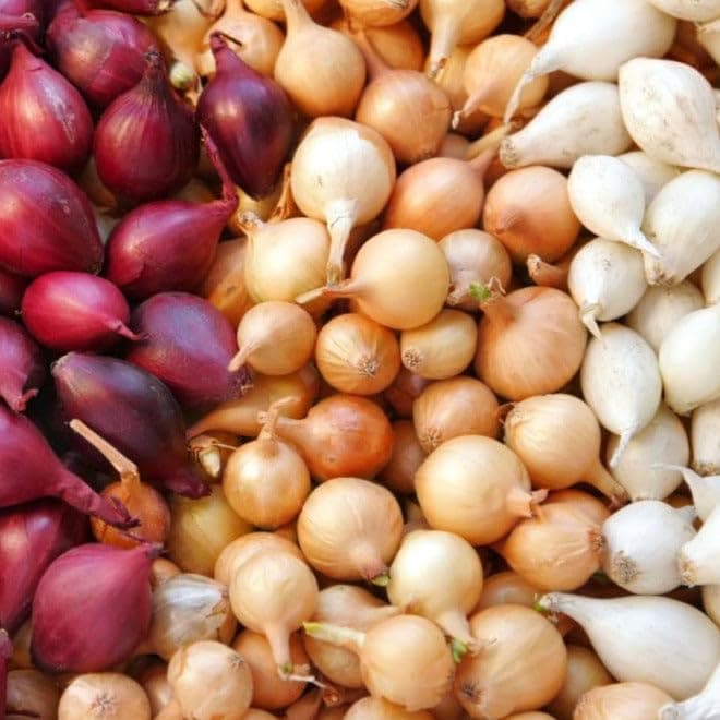 3 Colors Mix Onion Sets (Bulbs) - 1 Pound (~100 Sets) - Fresh Crop, Stored Cold, for 2026 Planting Yellow, Red, White, Excellent Storage Noon Intermediate Intermediate Day