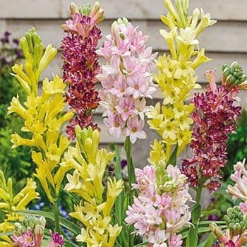 Imported Rajnigandha Double Patel Tuberose Flower Bulbs Pack Of 5 Bulbs For Home Gardening (Multicolour)