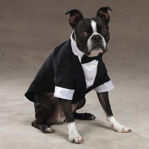 Yappily Ever After Groom Tuxedos Yappily Ever After Groom Tuxedos - Small