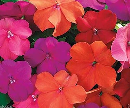 Impatiens Seeds - XTREME TANGO MIX- ideal for Baskets,Containers & window boxes (200 Seeds)