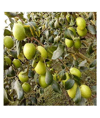 Coconut Lagoon Variety Fruit Known As The Indian Jujube Grafted - 1 Live Plant by Bahan Traders
