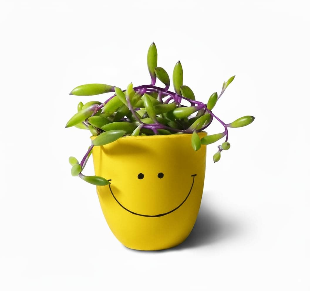 Live succulent plant (String of rubies Othonna capensis) ruby necklace with smiley planter for vertical garden | hanging basket | xeriscaping | sunny windowsils (pack of 1)