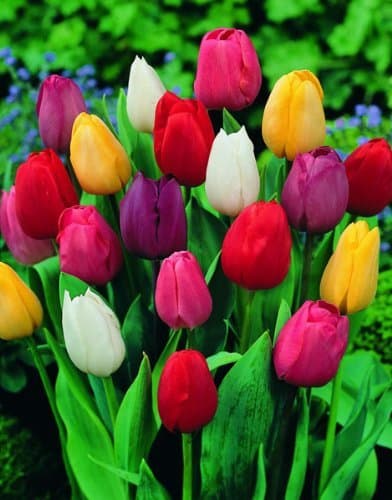 Saavyseeds Mix Perfection Tulip Seeds - 55 Count
