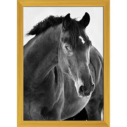 ArtzFolio Black Horse Portrait Canvas Painting Golden Wood Frame 16 X 22Inch