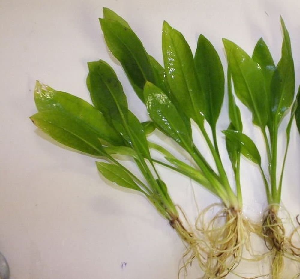 3 x Amazon Sword Plants Echinodorus Bleheri Live Aquarium Plants