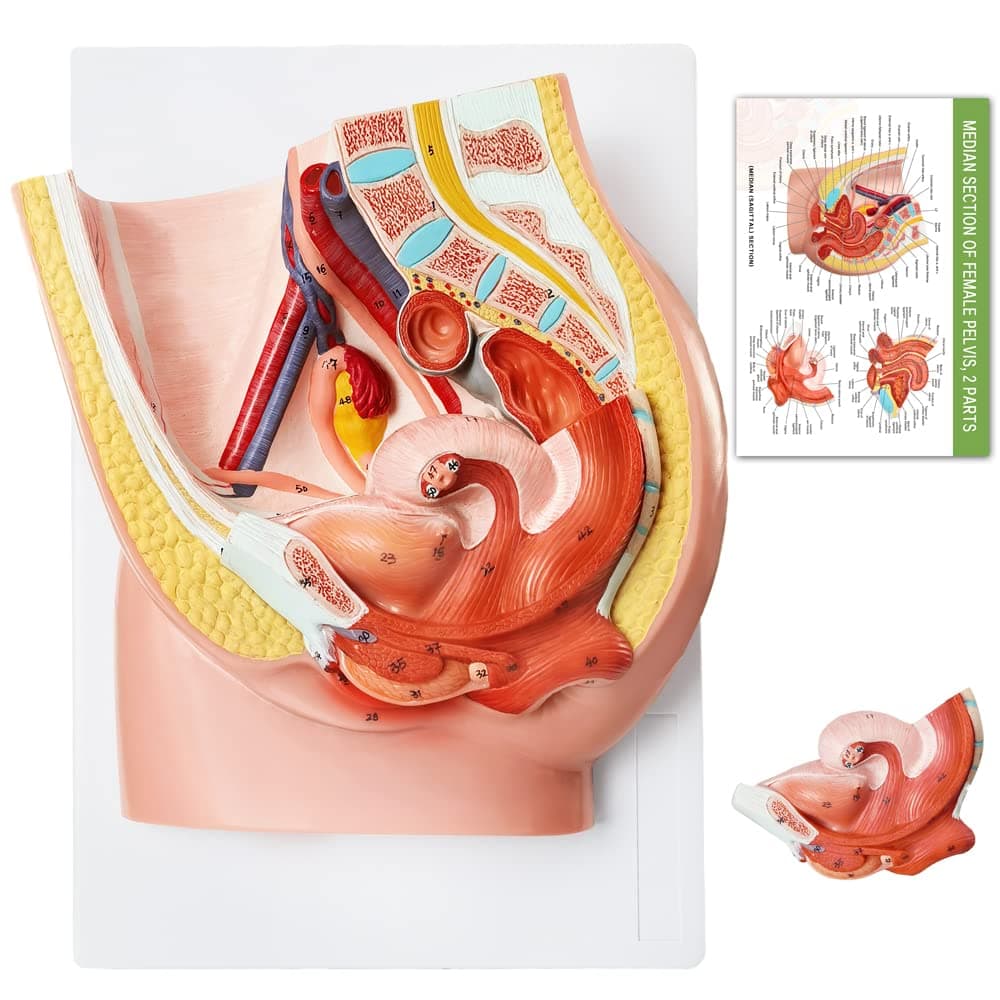 HADWYN Female Pelvis Reproductive Anatomy Model,Life Size Female Pelvic Skeleton Model, Anatomy Medical Model for Science Education with Detailed Product Manual