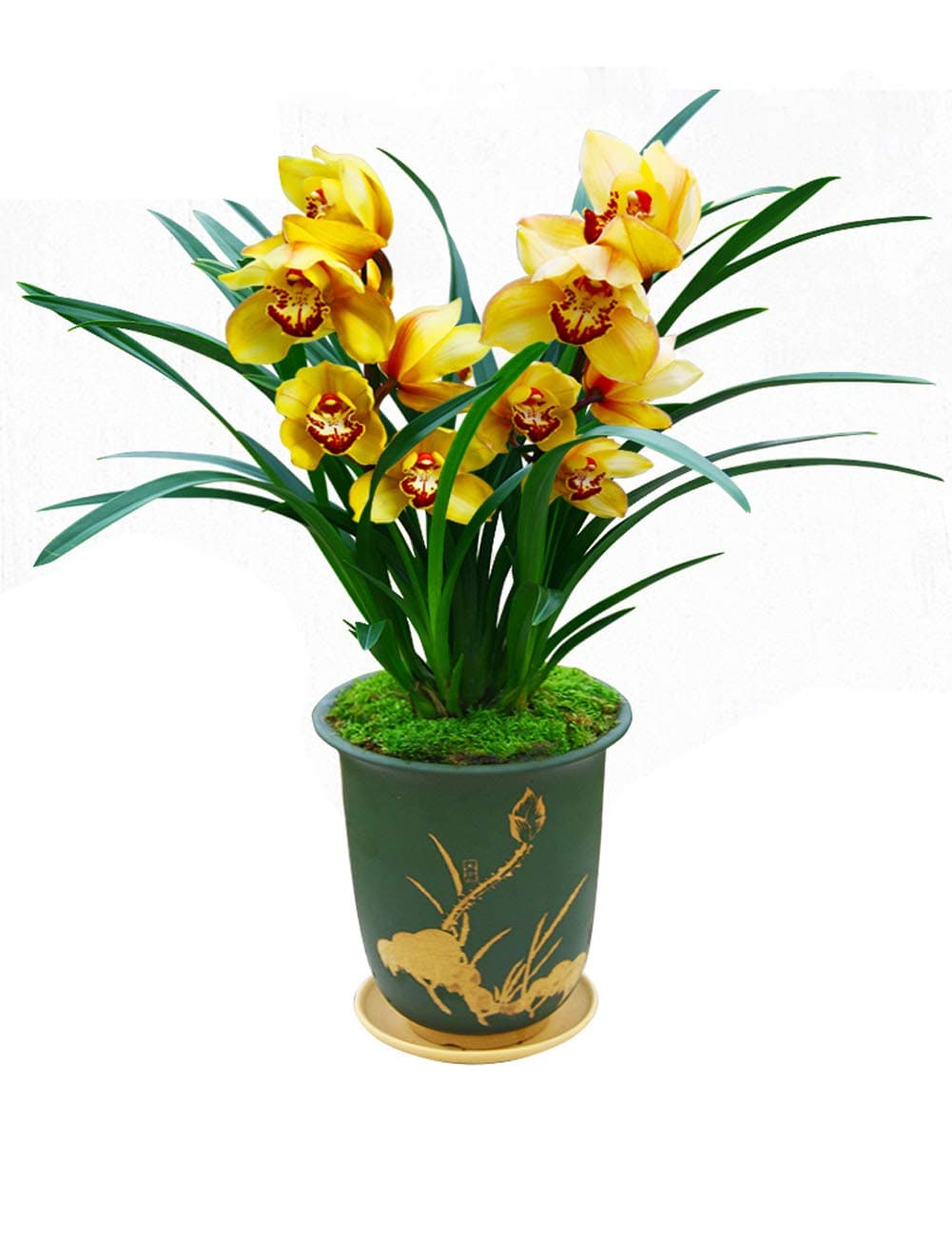 Color Orchids Live Orchid Plant Flowers for Window, Yard, Garden(Yellow)-Shipped Without Flowers