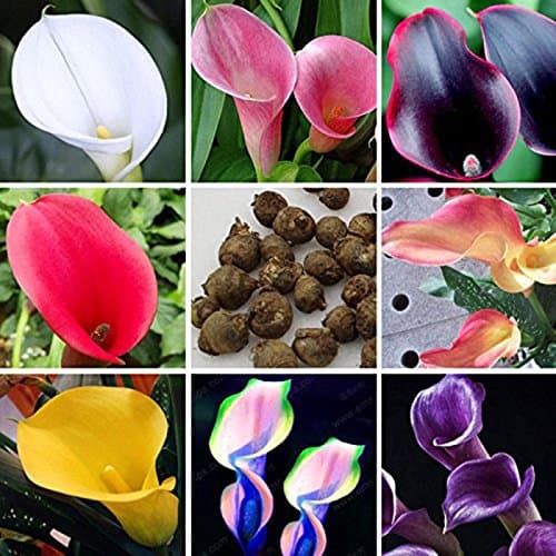 100PCS Bonsai Colorful Calla Lily Seeds Rare Plants Flower Seeds