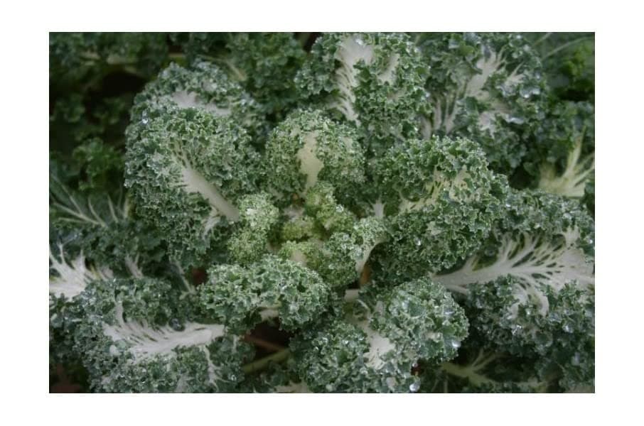 PREMIER SEEDS DIRECT - Kale Emerald ICE - 25 Seeds