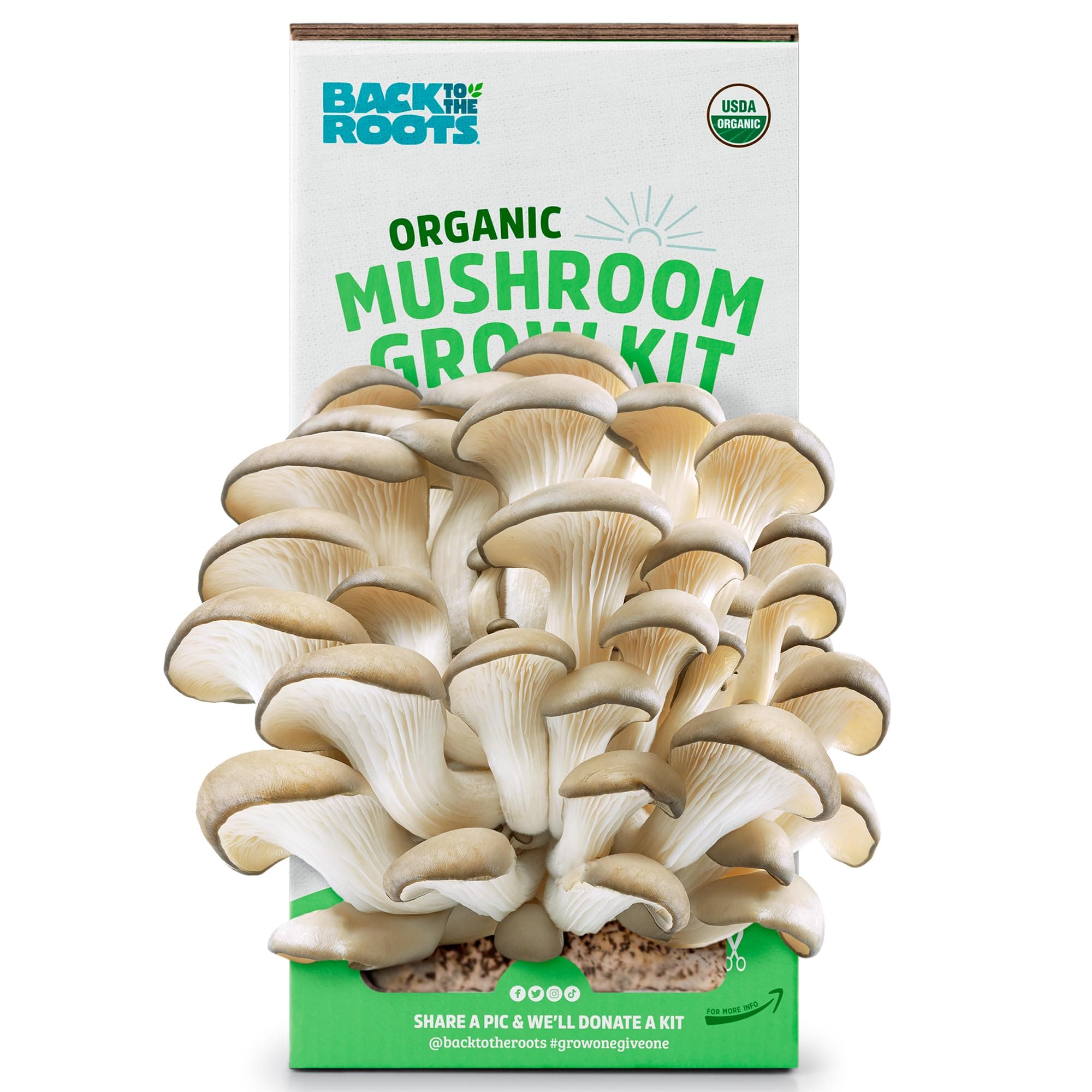 Back to the Roots Organic Oyster Mushroom Grow Kit, Harvest Gourmet Mushrooms...