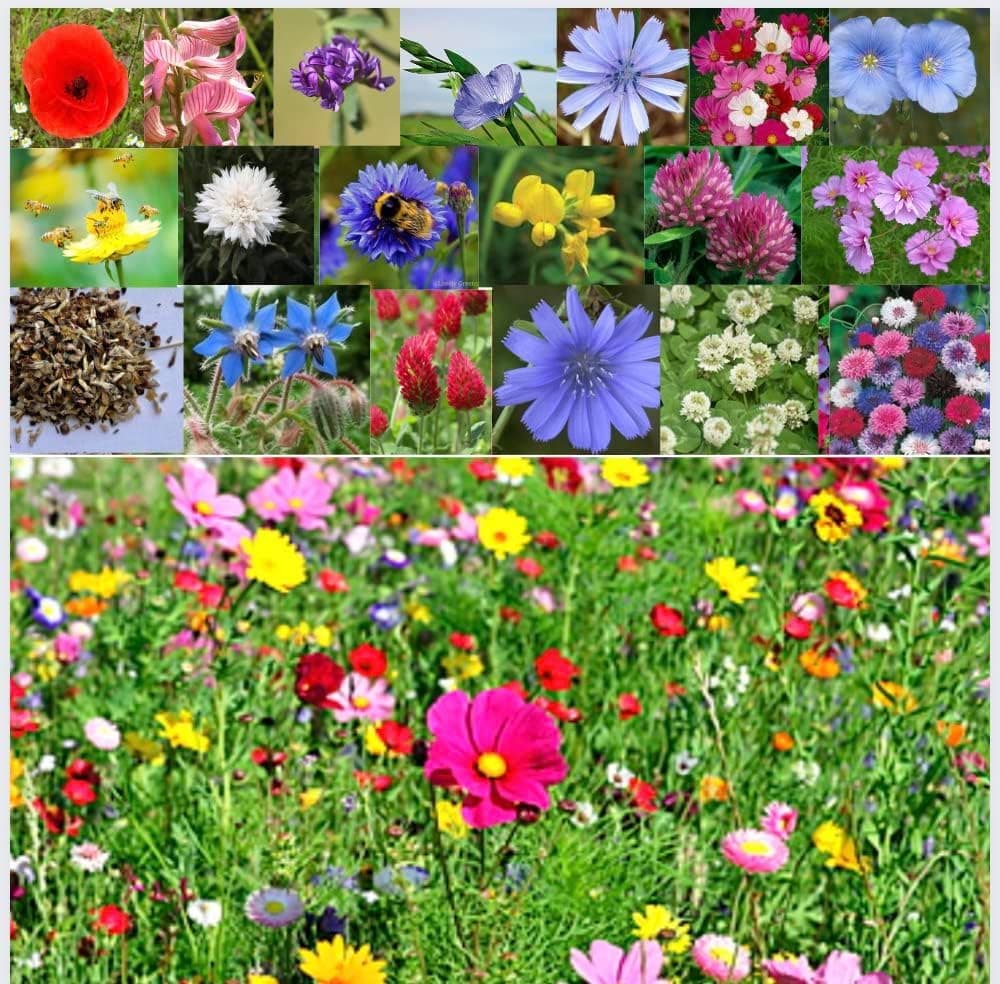 Premium Wildflower Seeds Mix for Beautiful Garden and Landscaping - Non-GMO for Bees, Butterflies, and Hummingbirds - Easy to Grow NO Grass 50g