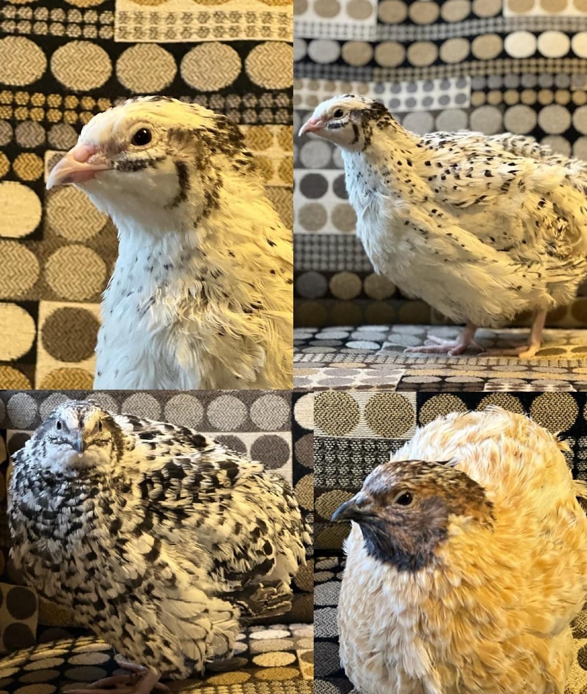 30 (+Extras) Jumbo Coturnix Quail Hatching eggs color mix