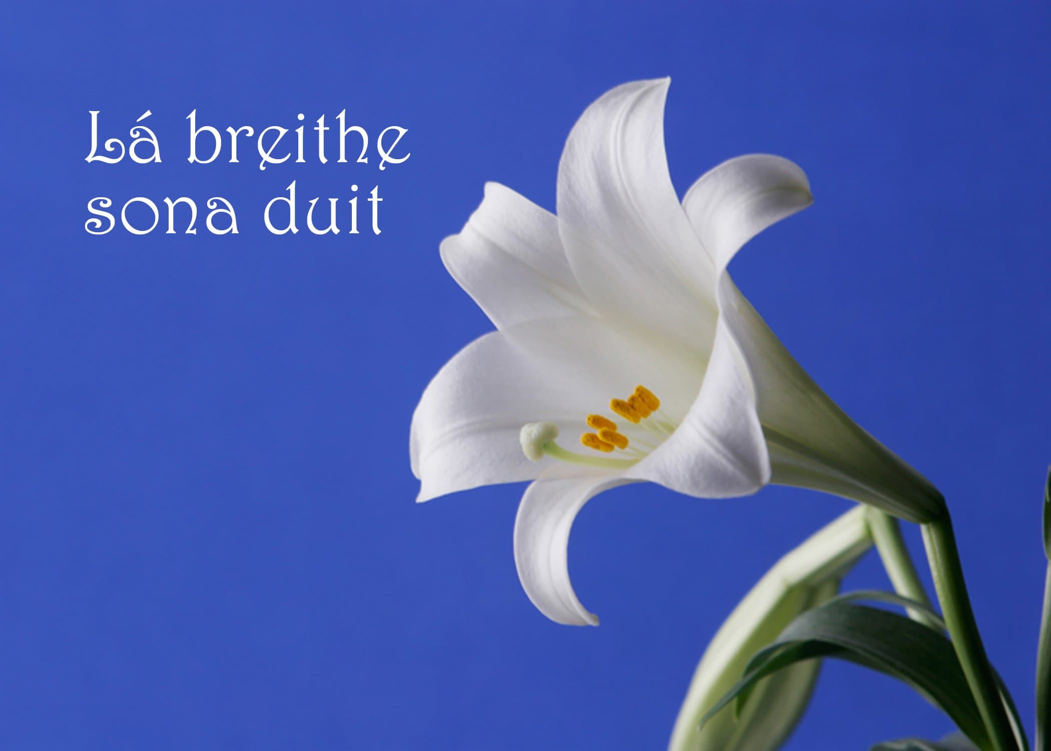 Lily Birthday. Lá breithe sona duit. A unique Irish Language Birthday Card.