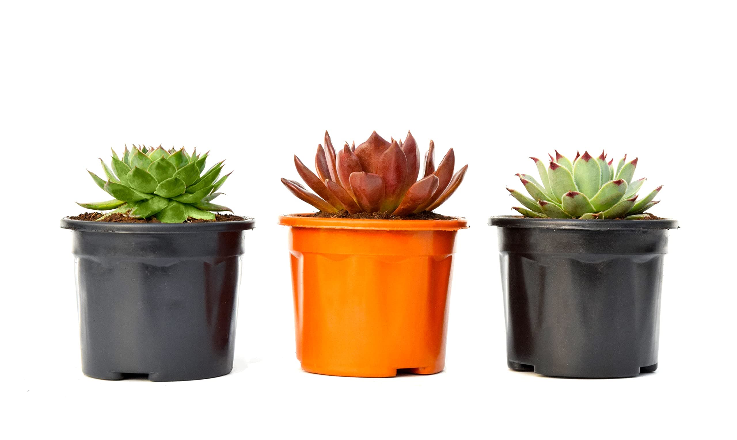 India Gardening succulent plant set of 3 Vishnu Kamal, Green Wheel Laxmi Kamal, Red Tip Laxmi Kamal