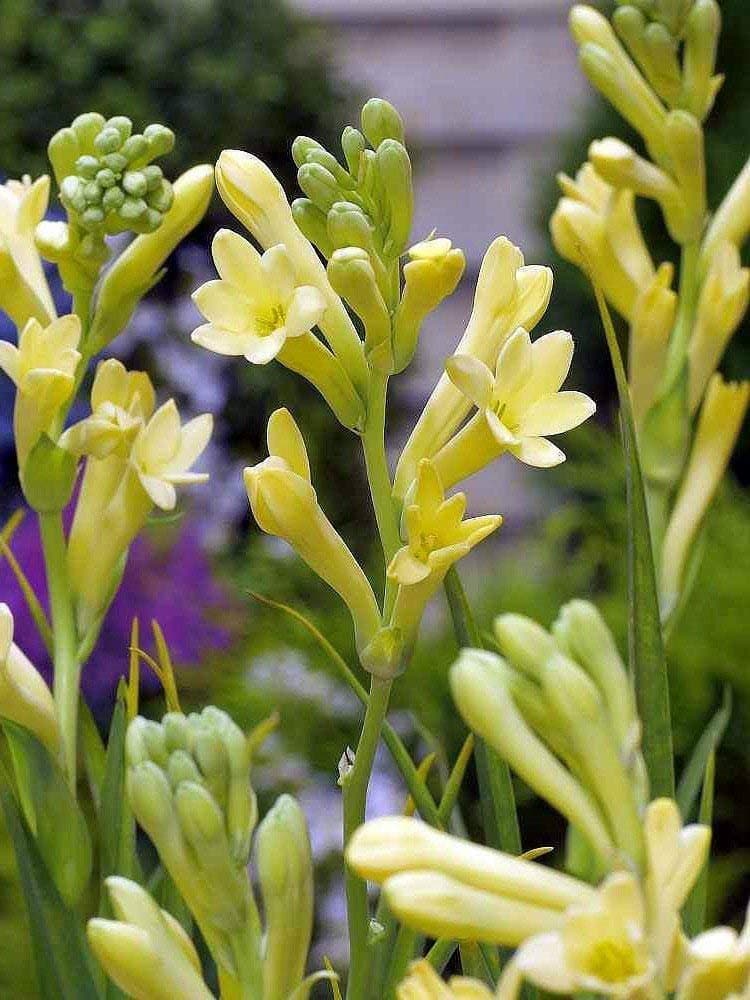 Yellow Baby Tuberose - Fragrant - Polianthus - 10 Bulb