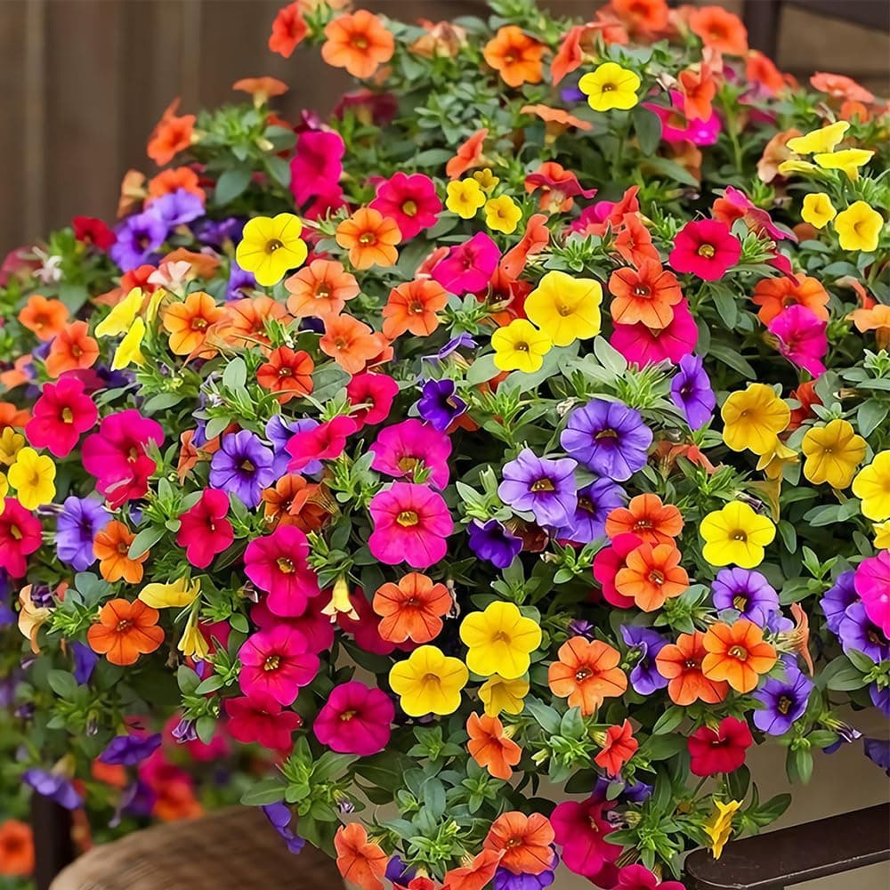 Hanging Petunia Seeds Mixed Petunia hybrida Rainbow Color Bonsai Petunia Seeds for Planting Non-GMO Open Pollinated 1500+