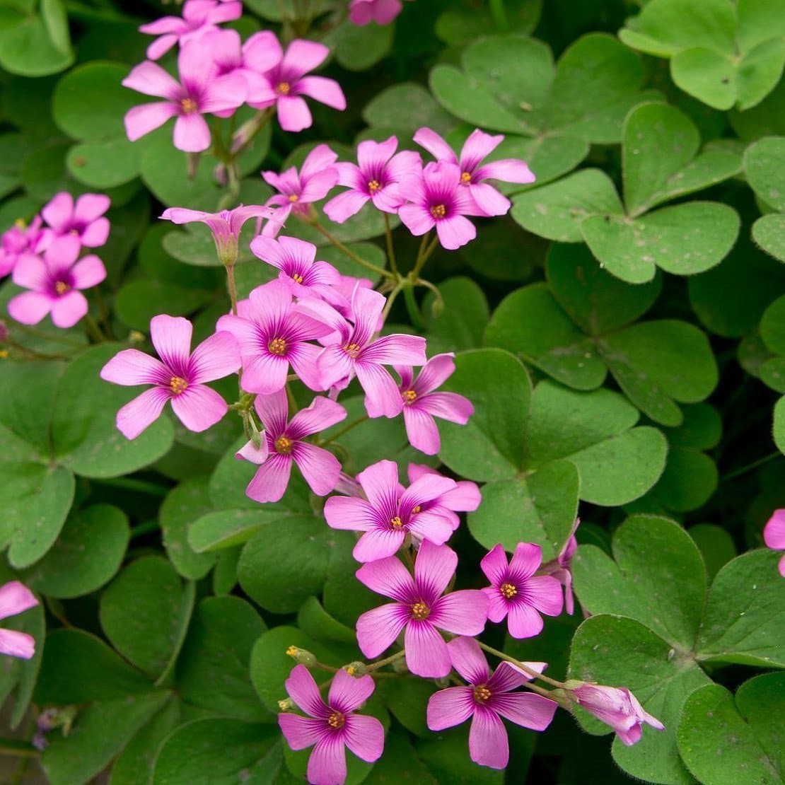 Oxalis Braziliensis, Bright Pink Shamrocks - 30 Bulbs 4+ cm