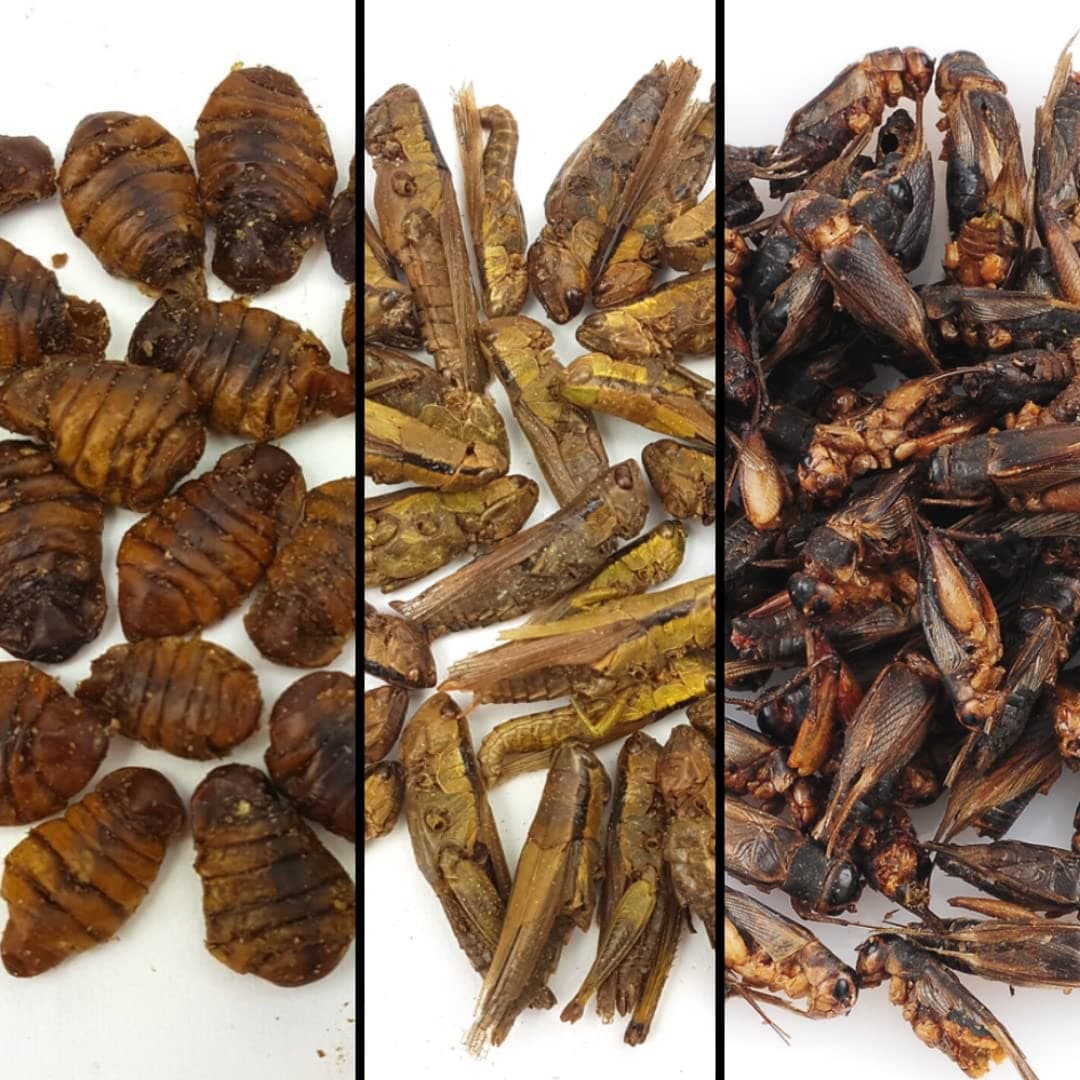 The Aqua Shack | Arowana Food Dried Natural Bugs Floating Silkworm Hoppers Crickets Anti Eye Drop (Natural Dried Grasshoppers, 100g)