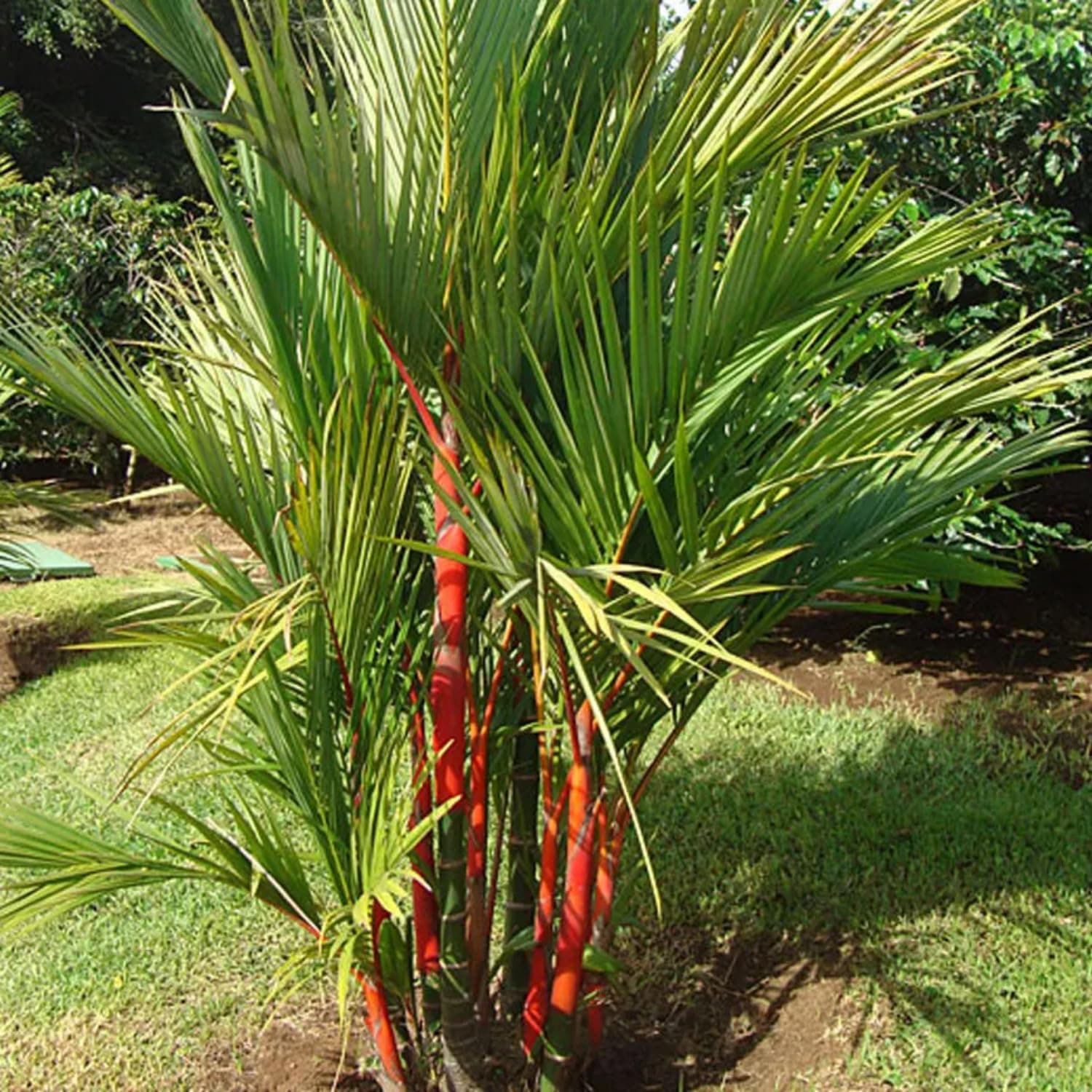 Hug A Plant | Red Palm/Red Sealing Wax Palm (Cyrtostachys renda) Ornamental Live Plant (Home & Garden)