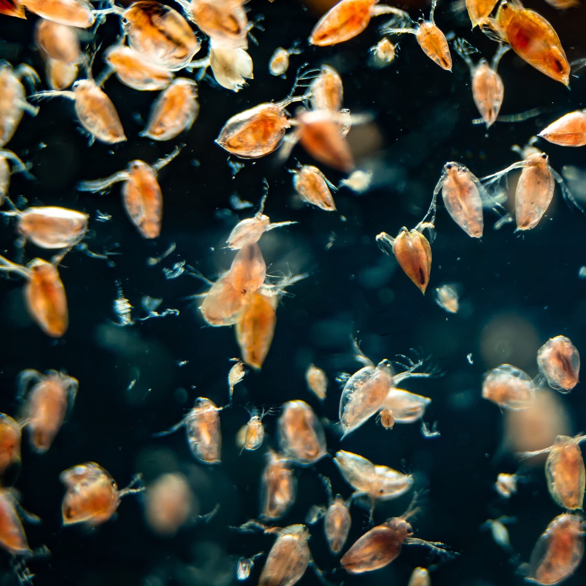 Aquacadabra Live Daphnia Food for Tropical Fish 140ml Pack x 6 Bags of Live Fish Food