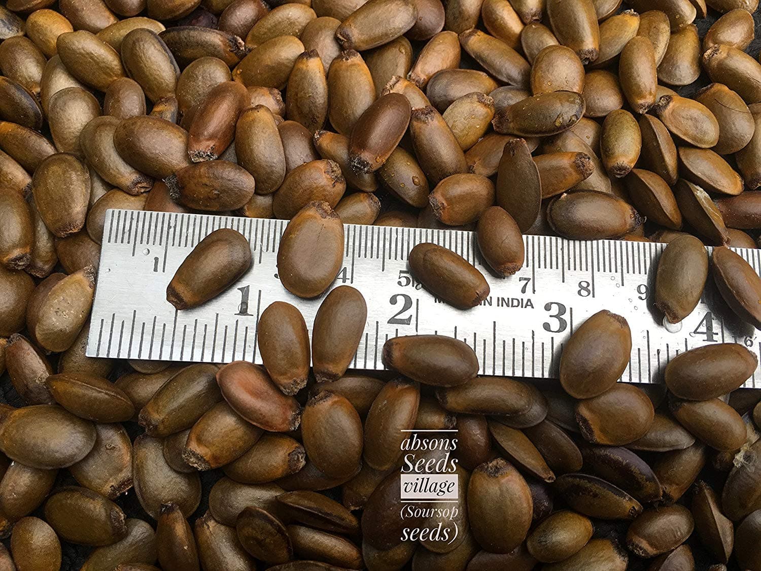 Soursop Graviola Annona Muricata Guyabano tree seeds for growing (25 seeds pack )